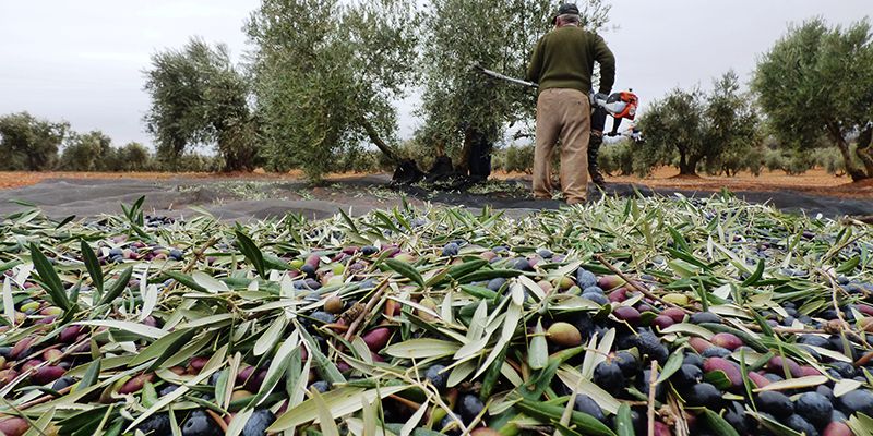 La falta de transparencia en el sector olivarero hunde los precios del aceite