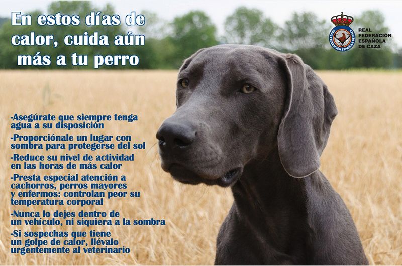 La RFEC pide a los cazadores que tengan un especial cuidado con sus perros, ante los días de calor que se aproximan