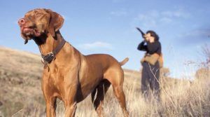 Méntrida acoge el 45º Campeonato Autonómico de Recorridos de Caza