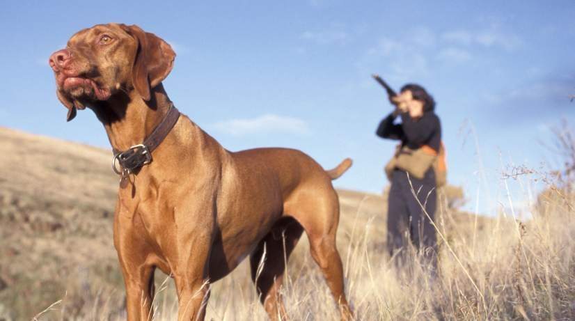Méntrida acoge el 45º Campeonato Autonómico de Recorridos de Caza
