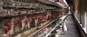Pueblos Vivos advierte de que la granja industrial de gallinas ponedoras más grande de España podría instalarse en San Clemente