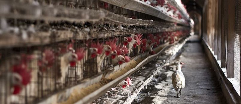 Pueblos Vivos advierte de que la granja industrial de gallinas ponedoras más grande de España podría instalarse en San Clemente
