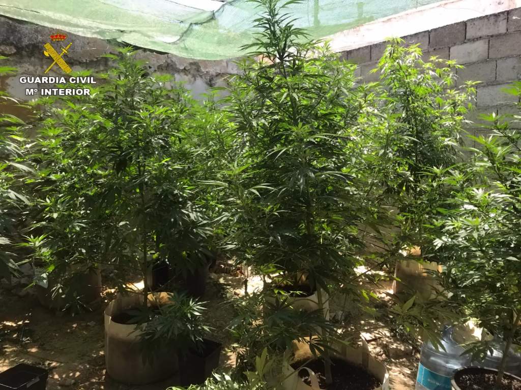 La Guardia Civil detiene a dos personas por cultivo de marihuana en Saelices
