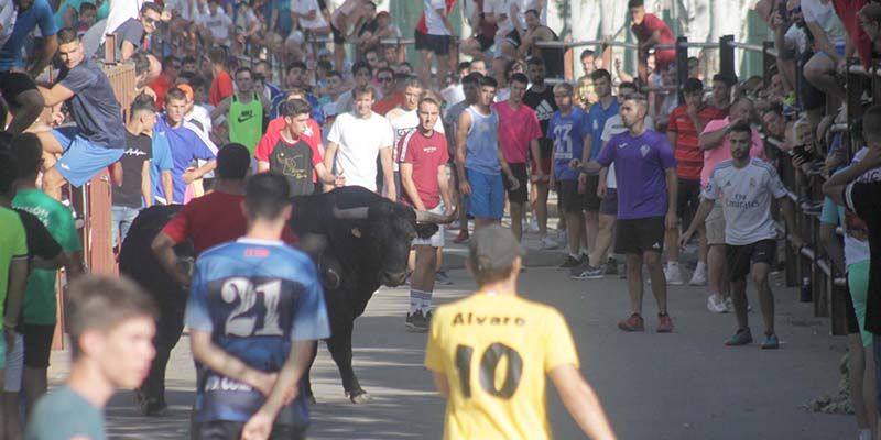 Encierro por la plaza y la calle Valdemoma, con dos novillos que dieron juego desigual en Cabanillas
