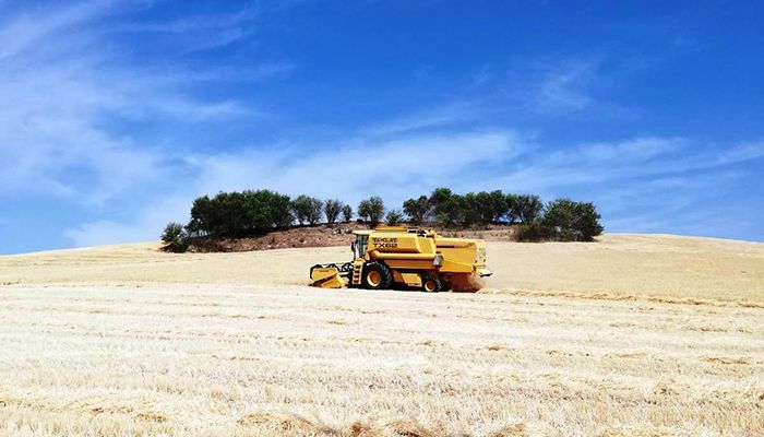 Generalizada la siega del cereal en toda la provincia de Cuenca con previsión de cosecha un 30 por ciento menor que la campaña anterior