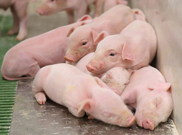 ICPOR obtiene el certificado ‘Bienestar animal y bioseguridad’ de nueva creación con la máxima calificación excelente 3 ICPOR obtiene el certificado ‘Bienestar animal y bioseguridad’ de nueva creación con la máxima calificación excelente