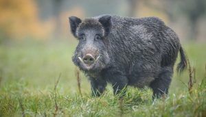 La RFEC presenta a AECOSAN una modificación del Plan de Contingencia frente a Triquina