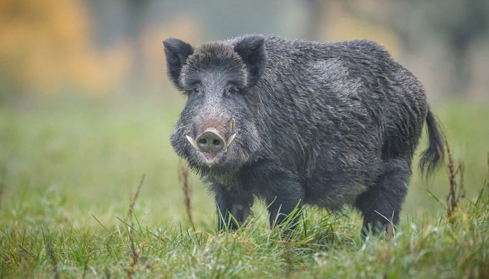 La RFEC presenta a AECOSAN una modificación del Plan de Contingencia frente a Triquina