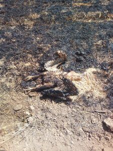 Un buitre electrocutado provoca un incendio agrícola extinguido por vecinos en Guadalajara