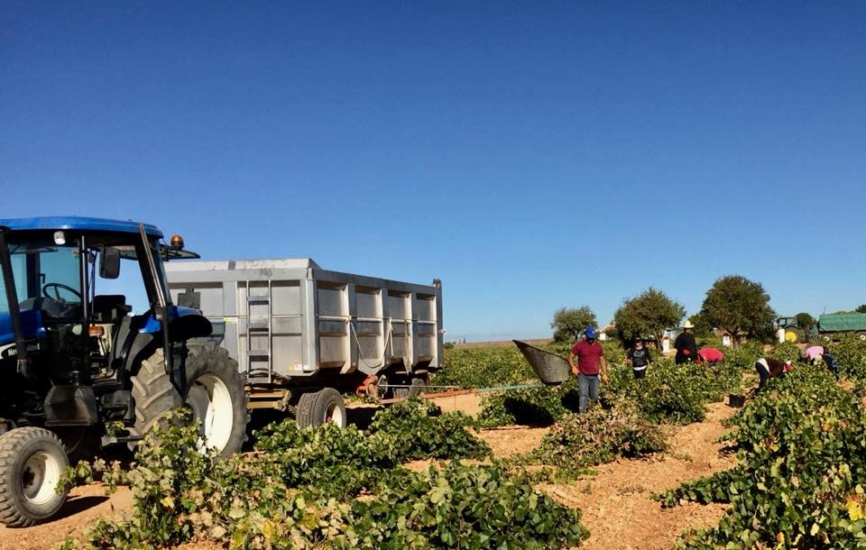 ASAJA CLM alerta a los agricultores para que no entreguen su uva sin los contratos cumplimentados y firmados