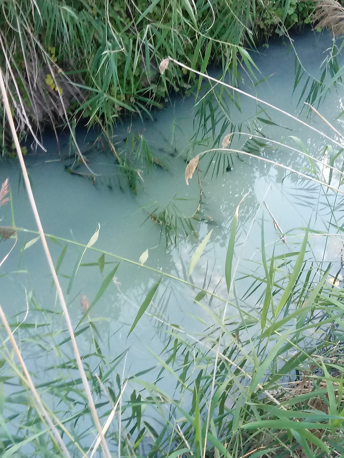 Denuncian vertidos en el río Chillarón antes de su desembocadura en el Júcar
