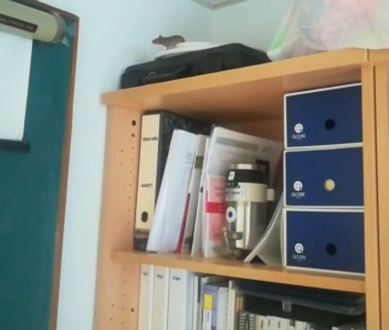 El PP en el Ayuntamiento de Guadalajara denuncia la situación de insalubridad en el Hospital de Guadalajara ante la aparición de ratas y ratones