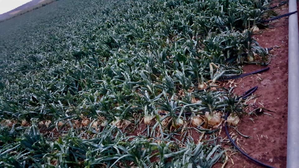 El temporal deja en Castilla-La Mancha un total de 298 incidentes