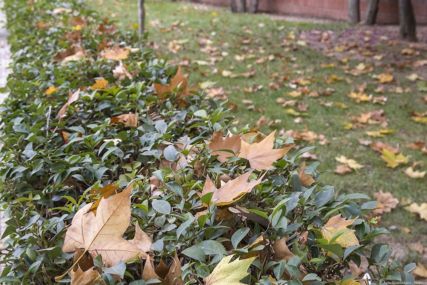 El Ayuntamiento de Guadalajara abre la convocatoria de subvenciones para mantenimiento y conservación de zonas urbanas privadas de uso público