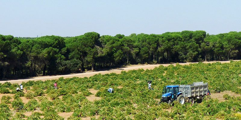 ASAJA CLM denuncia ante la AICA que algunas bodegas están recibiendo uva sin dar a conocer los precios