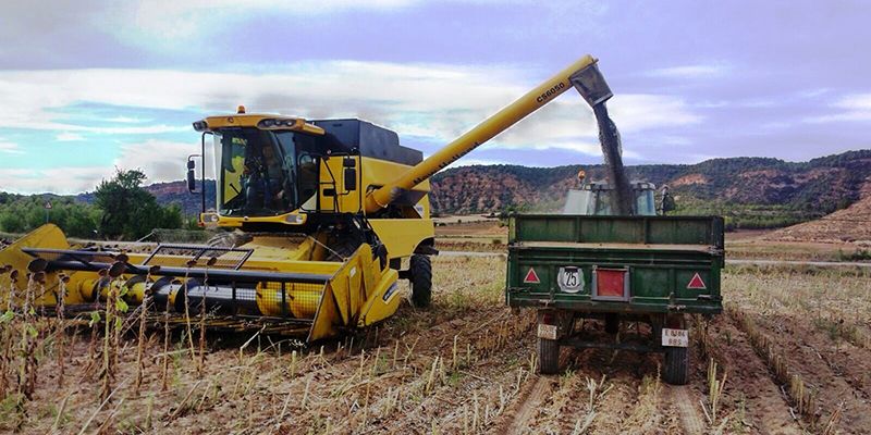 Asaja Cuenca alerta del grave riesgo que corre el cultivo del girasol por la falta de rentabilidad y los bajos precios
