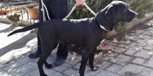 El Ayuntamiento de Cabanillas inicia una nueva campaña contra los excrementos caninos en la vía pública