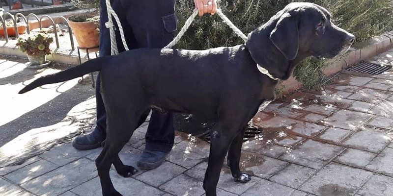 El Ayuntamiento de Cabanillas inicia una nueva campaña contra los excrementos caninos en la vía pública