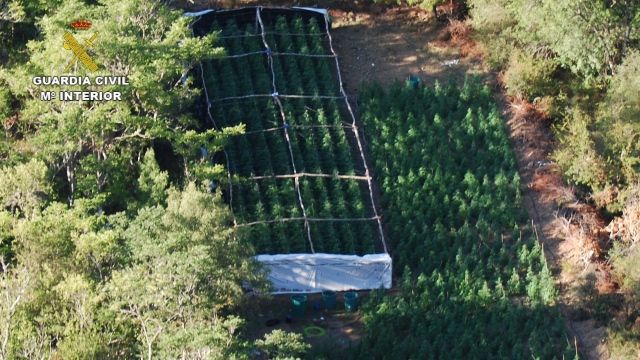 La Guardia Civil desmantela, en una espectacular operación, una plantación de marihuana en el Parque Natural de la Sierra de Norte de Guadalajara
