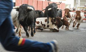 Ningún herido en el primer encierro taurino de las Ferias y Fiestas de Guadalajara