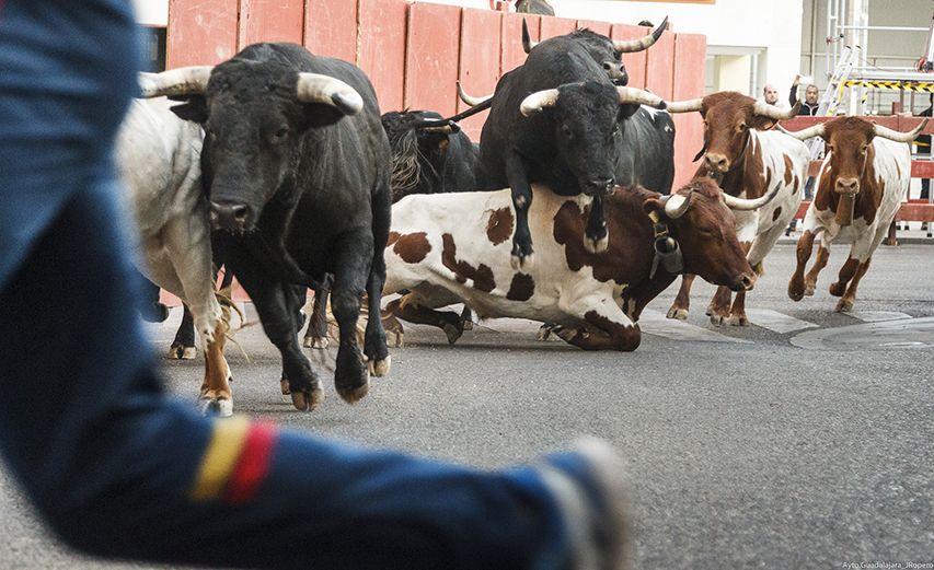 Ningún herido en el primer encierro taurino de las Ferias y Fiestas de Guadalajara
