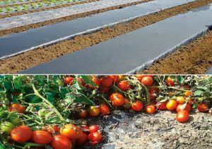 Un suelo más fértil para producir más tomates y con mejor sabor 2 Un suelo más fértil para producir más tomates y con mejor sabor