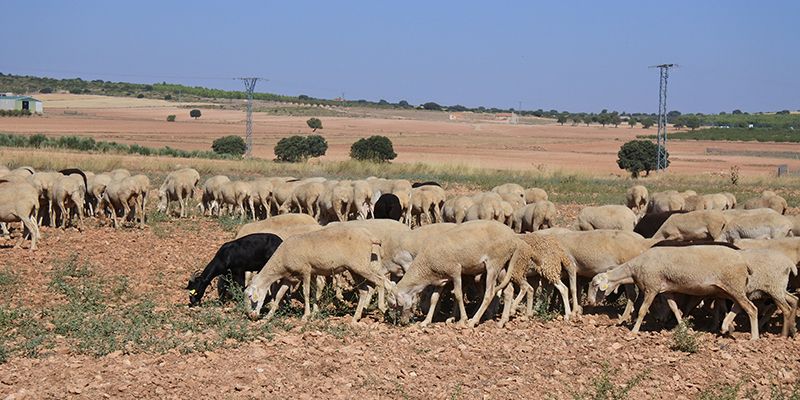El DOCM publica este viernes la convocatoria de ayudas para ganaderas y ganaderos de extensivo para paliar los daños por ataques de buitres