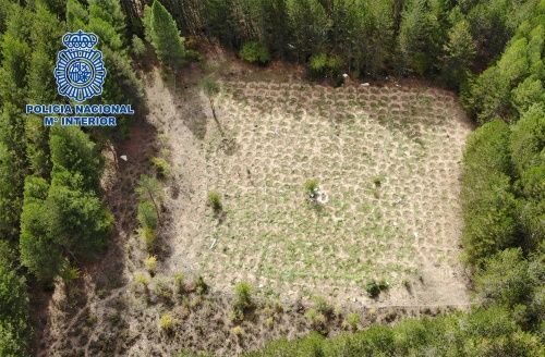 La Policía Nacional desarticula un grupo de albanos dedicado al cultivo y distribución de marihuana en el Parque Natural Serranía de Cuenca