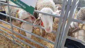 San Clemente acoge la subasta de Bolsa de Sementales de la Asociación Nacional de Criadores de Oveja Manchega