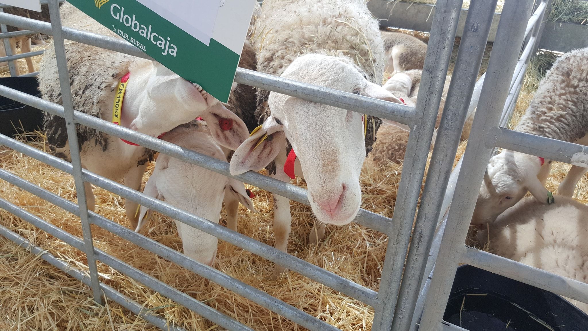 San Clemente acoge la subasta de Bolsa de Sementales de la Asociación Nacional de Criadores de Oveja Manchega
