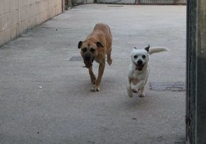Se muda a una casa nueva y abandona a su perro en una vivienda de la Cuesta de Dávalos, en Guadalajara