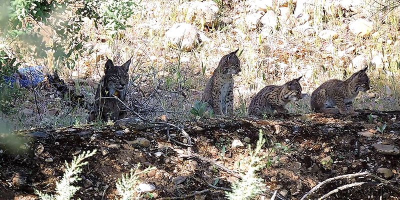 Castilla-La Mancha cuenta con una población de lince ibérico cercana a los 200 ejemplares