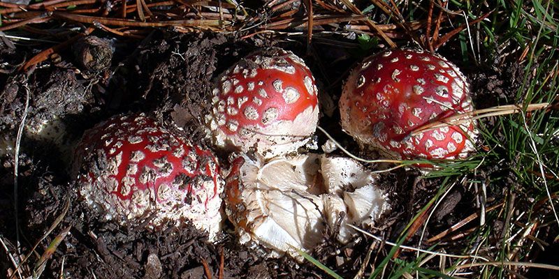 La UCLM y Saceruela celebran el fin de semana sus tradicionales jornadas micológicas con charlas y salidas al campo