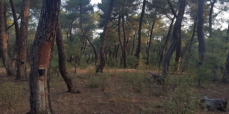 Resina P2P una oportunidad para el desarrollo de la profesión del resinero