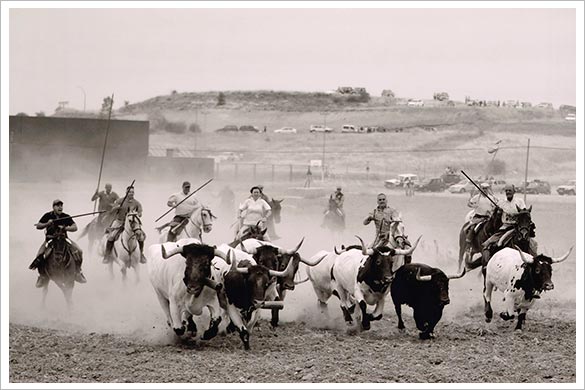 ‘Apretando la manada’, vencedora del 14º Concurso de Fotografía de ToroAlcarria