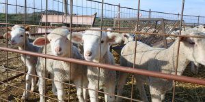 Castilla-La Mancha es declarada oficialmente región indemne a la brucelosis ovina y caprina