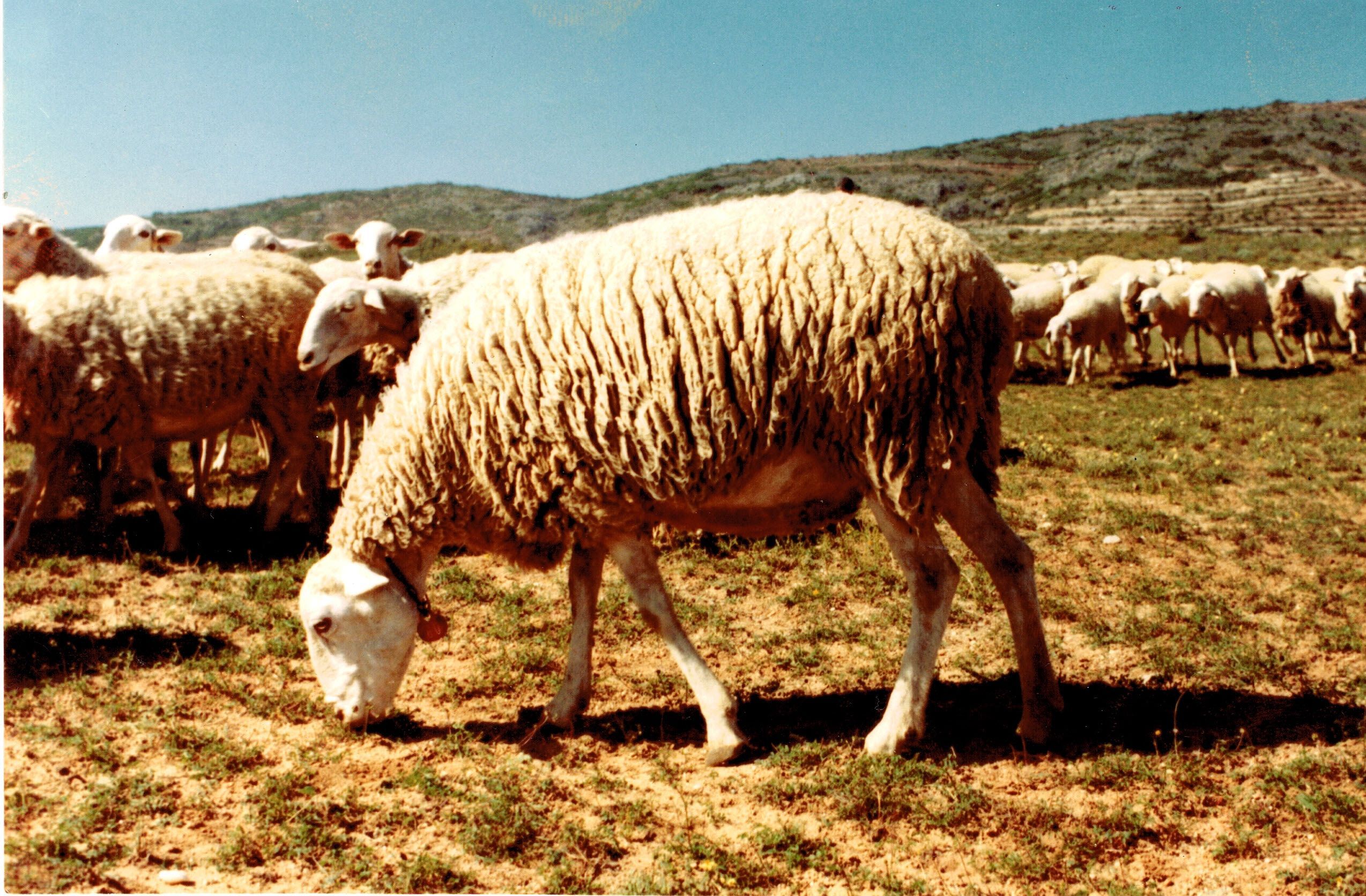 El Gobierno de Castilla-La Mancha convoca las subvenciones destinadas al fomento de las razas autóctonas españolas