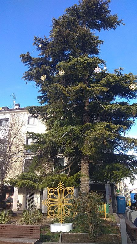 El gran cedro de la plaza Mayor de Guadalajara estrena una decoración inspirada en el patrimonio local