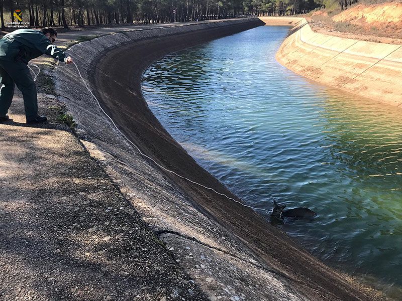 La Guardia Civil rescata a un corzo de ahogase en el canal trasvase Tajo-Segura 3 La Guardia Civil rescata a un corzo de ahogase en el canal trasvase Tajo-Segura
