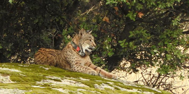 Los atropellos de lince ibérico en las carreteras de la región hartan a la Junta