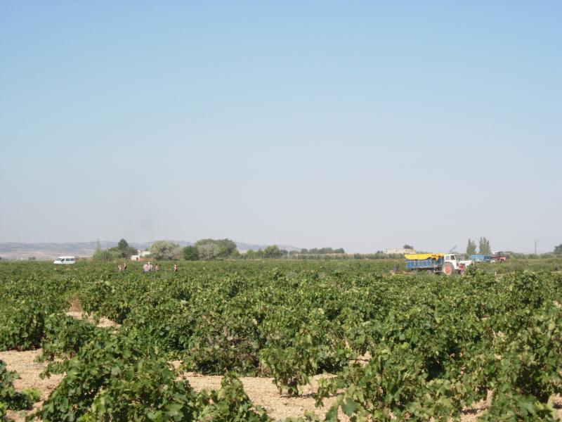 ASAJA CLM denuncia la especulación de operadores e industriales para bajar los precios del vino y del mosto en la región