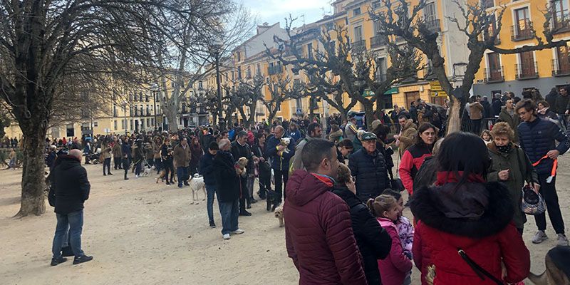 Cientos de conquenses cumplen con la tradición de bendecir a sus mascotas en el Día San Antón