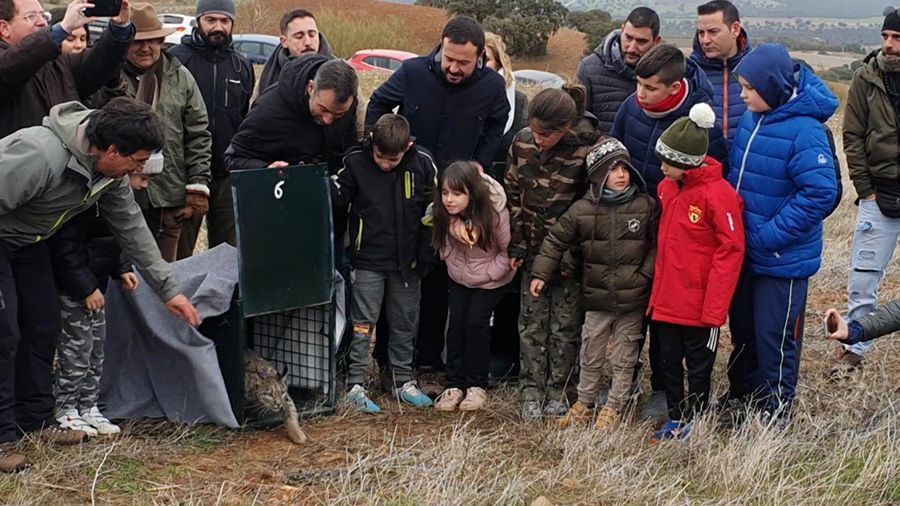 El Gobierno regional refuerza su compromiso con la protección y conservación del medio ambiente con la suelta de dos nuevos linces ibéricos