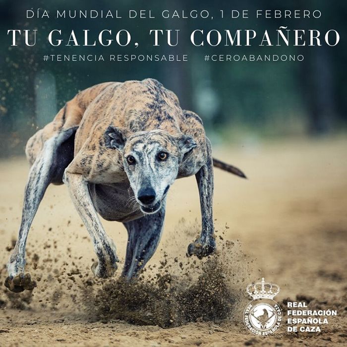 La RFEC pone en evidencia la falsedad de las cifras sobre abandono de galgos dadas por los animalistas