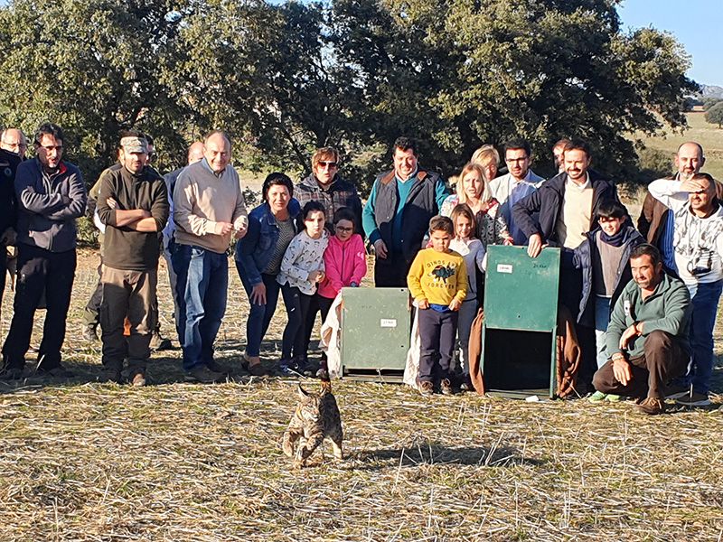 El Gobierno de Castilla-La Mancha liberará ocho linces ibéricos en los primeros meses de 2020 en las zonas de reintroducción, Sierra Morena Oriental y Montes de Toledo