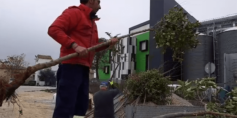 La Diputación de Guadalajara reparte cerca de 3.000 árboles para plantar en sus pueblos