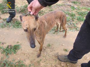 La Guardia Civil de San Clemente detiene a una persona por la sustracción de cinco galgos y un perro pastor