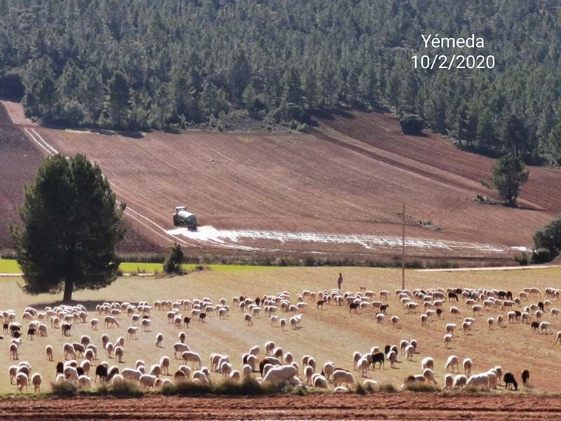 Pueblos Vivos Cuenca denuncia que se han vertido purines de manera ilegal en Yémeda y Mariana
