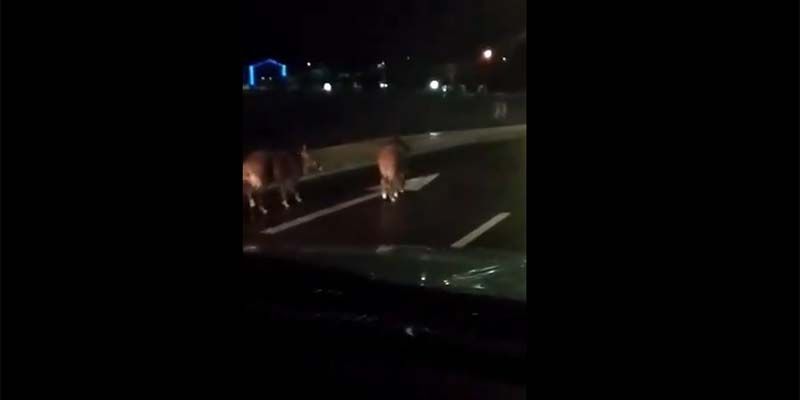 Unos jabalíes convierten el Puente Árabe de Guadalajara en su pradera