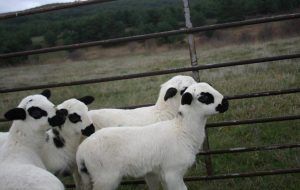 Asaja urge una batería de medidas para los sectores ganaderos en crisis por el Covid-19